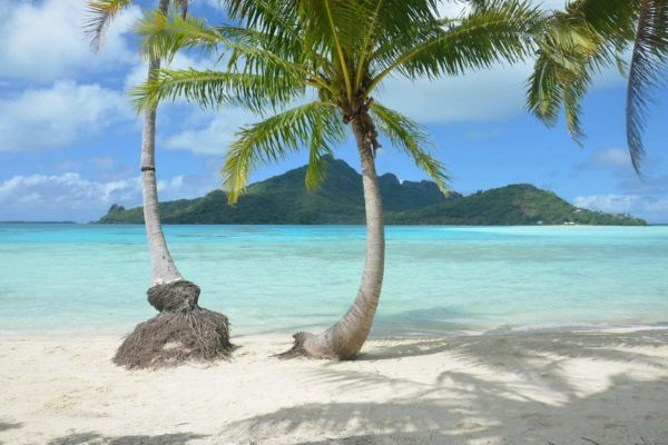 Cocotiers penchés au-dessus du lagon turquoise de Maupiti avec le mont en arrière-plan